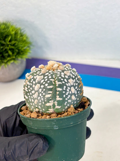 Astrophytum Fukuryu (at8) (13) | Rare Plant | Succulent Cactus