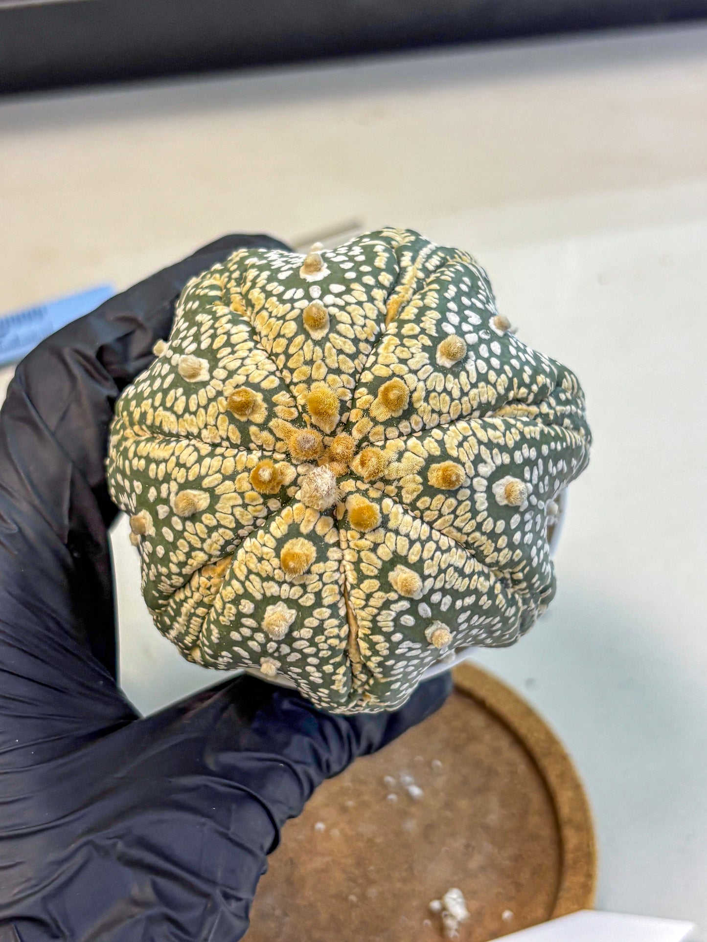 Astrophytum Super Kabuto (at10) (14) | sand dollar cactus