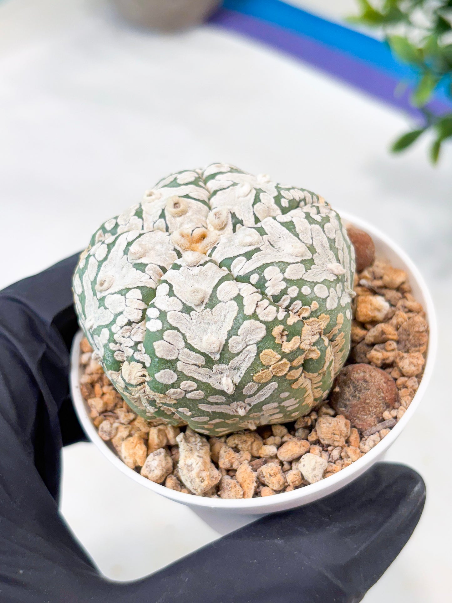 Astrophytum 5-Rib (T11) (y4) | Imported From Taiwan