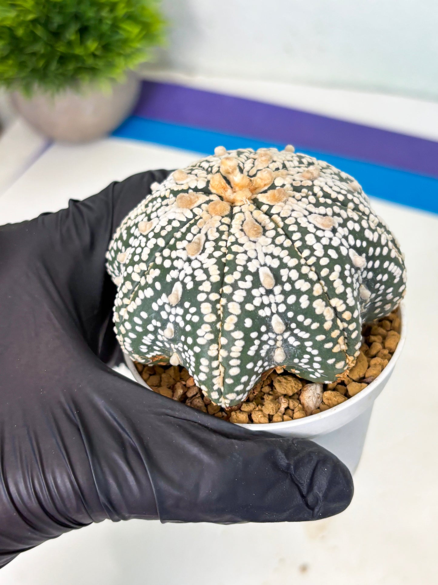 Astrophytum Star Shape (at4) (g5) | Imported Plant