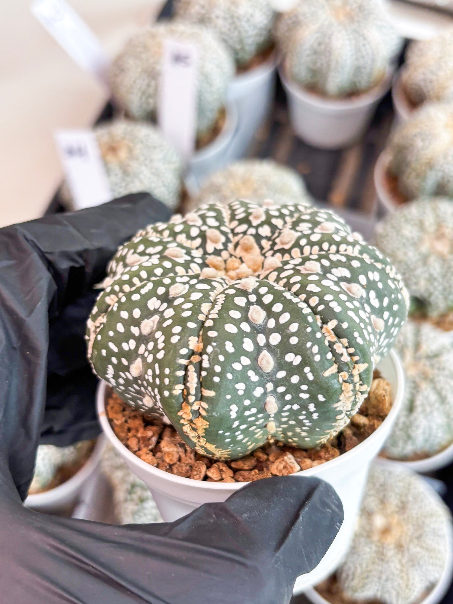 Astrophytum Super Kabuto (t7) (b6) | Imported Plants | 3" Pot