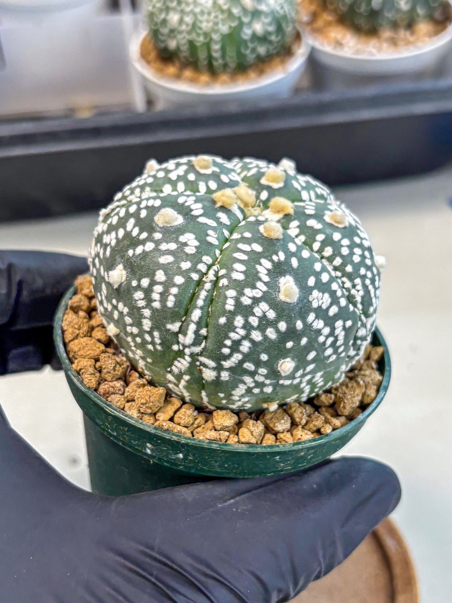 Astrophytum 5-Ribs (at7) (b5) | Living Rocks