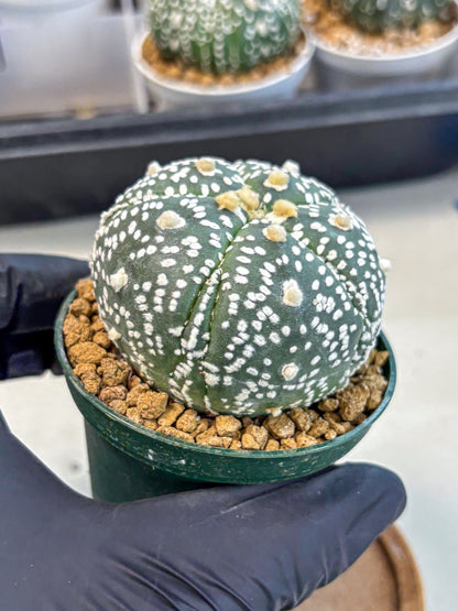 Astrophytum 5-Ribs (at7) (b5) | Living Rocks