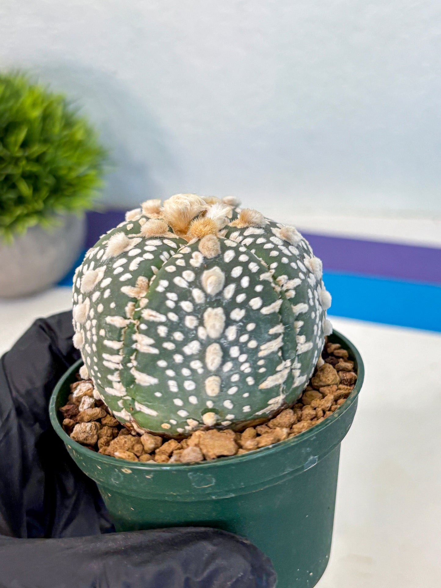 Astrophytum Fukuryu (at8) (13) | Rare Plant | Succulent Cactus