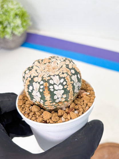 Astrophytum V-Type (at1) (p7) | Imported Cactus