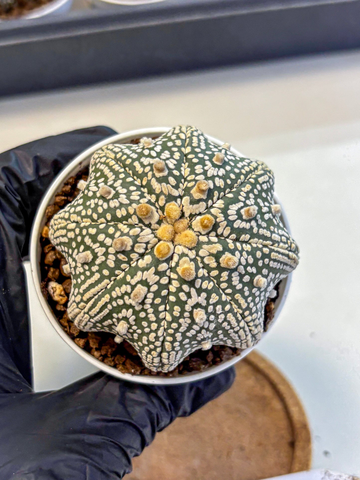 Astrophytum V Type (at5) (05) |  Sea urchin cactus