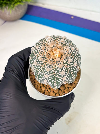 Astrophytum V-Type (at5) (p4) | Rare imported Plant