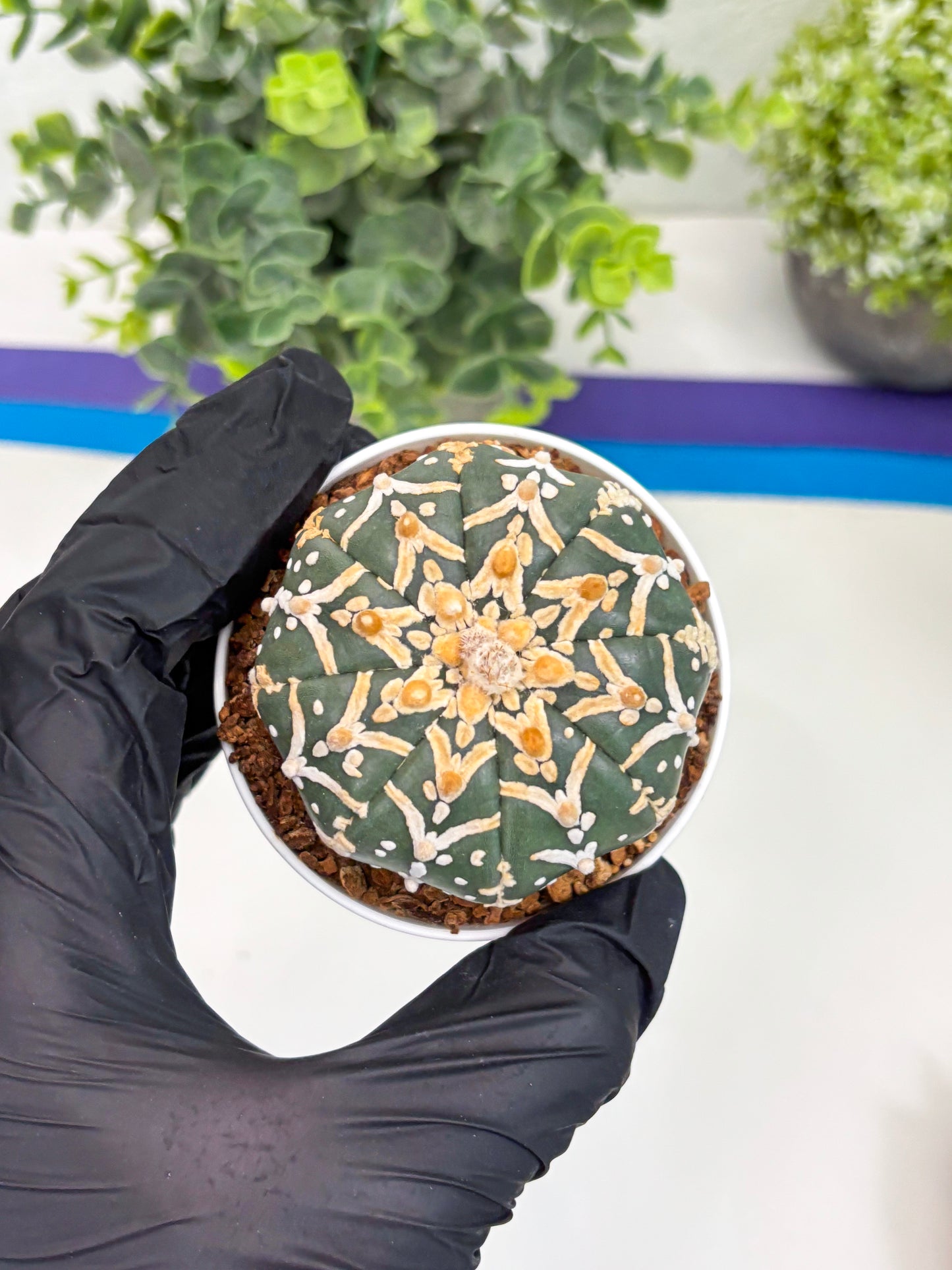 Astrophytum Super Kabuto V Type (T4) (y5) | Las Vegas Seller | 3" Pot