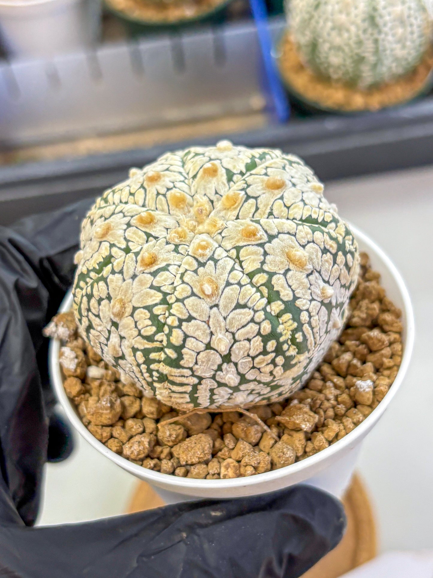 Astrophytum V Type (at2) (05) | Live Plant | Rare Collection