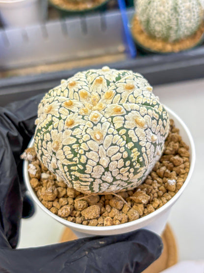Astrophytum V Type (at2) (05) | Live Plant | Rare Collection