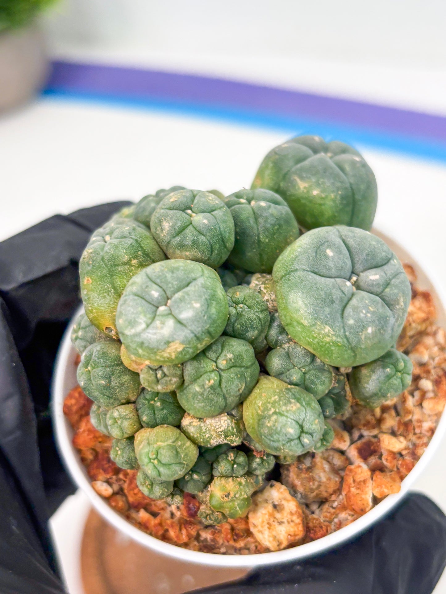 Spineless Cactus (Lo1) (g3) | For Advanced Growers