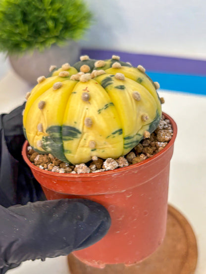Astrophytum Variegated (at9) (05) | Rare Plant | Live Cactus