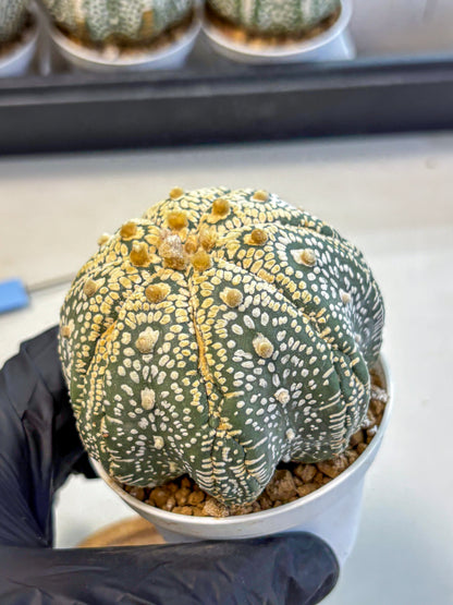 Astrophytum Super Kabuto (at10) (14) | sand dollar cactus