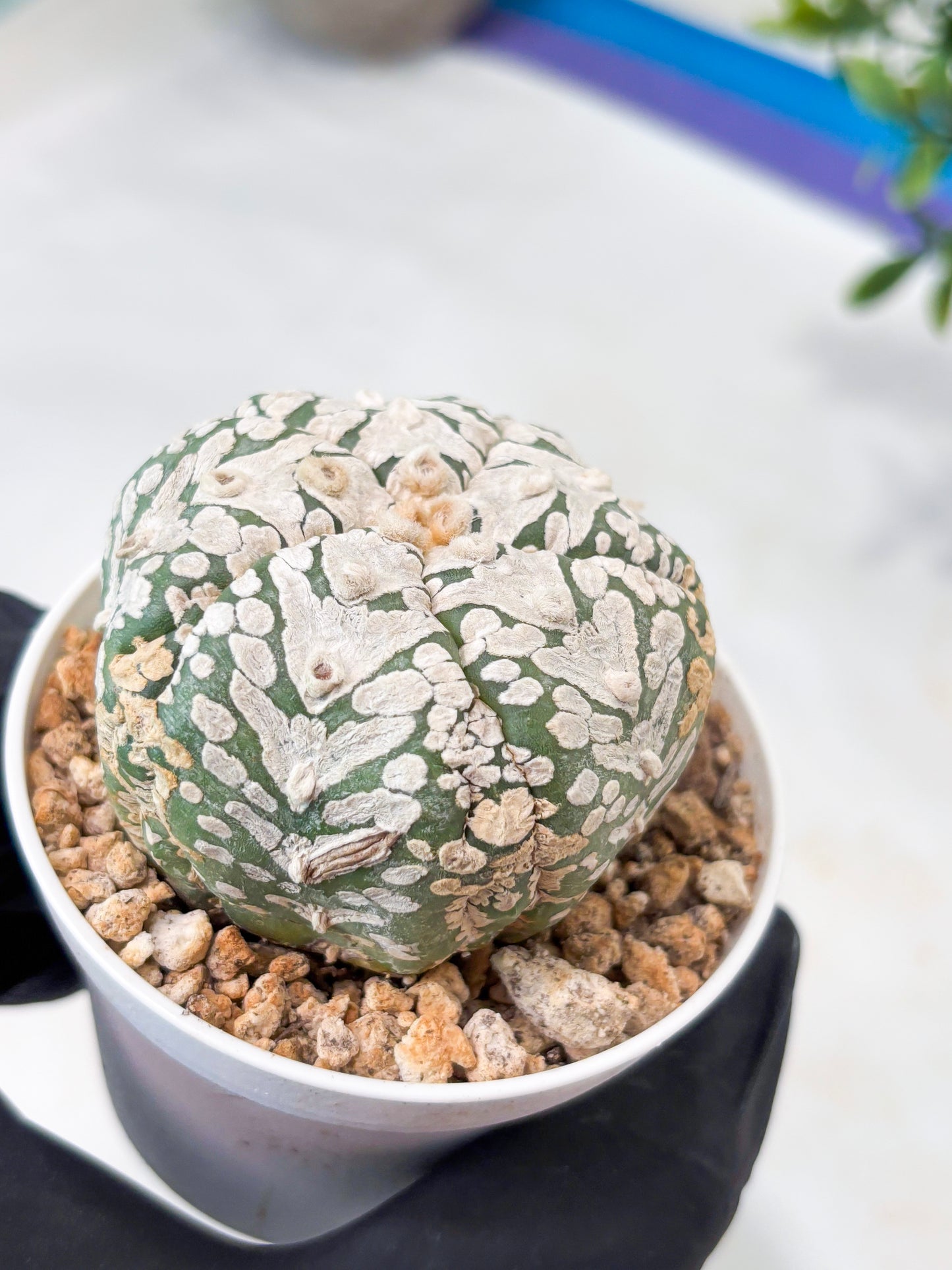Astrophytum 5-Rib (T11) (y4) | Imported From Taiwan