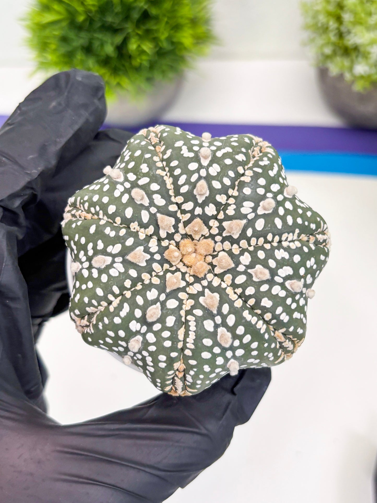 Astrophytum Super Kabuto (t7) (b6) | Imported Plants | 3" Pot