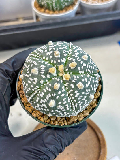 Astrophytum 5-Ribs (at7) (b5) | Living Rocks