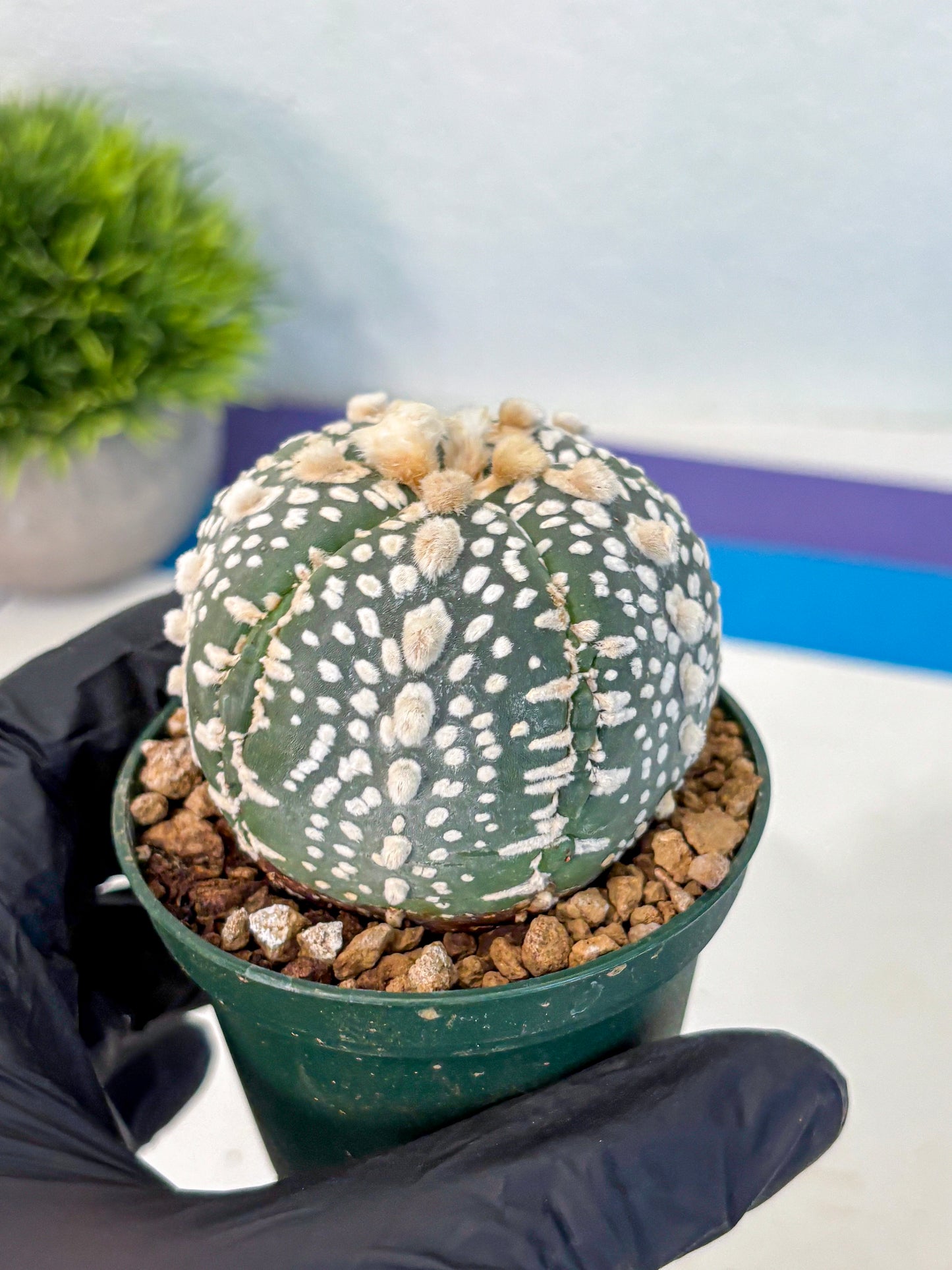 Astrophytum Fukuryu (at8) (13) | Rare Plant | Succulent Cactus