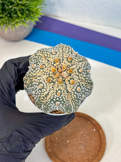 Astrophytum Super Kabuto (at10) (14) | sand dollar cactus