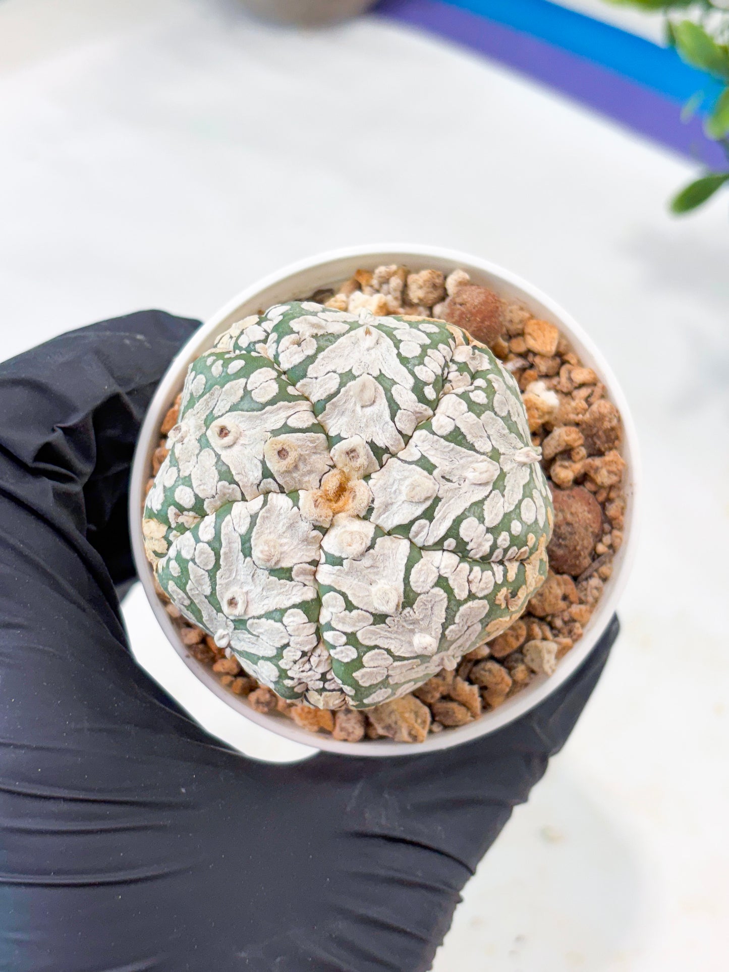 Astrophytum 5-Rib (T11) (y4) | Imported From Taiwan