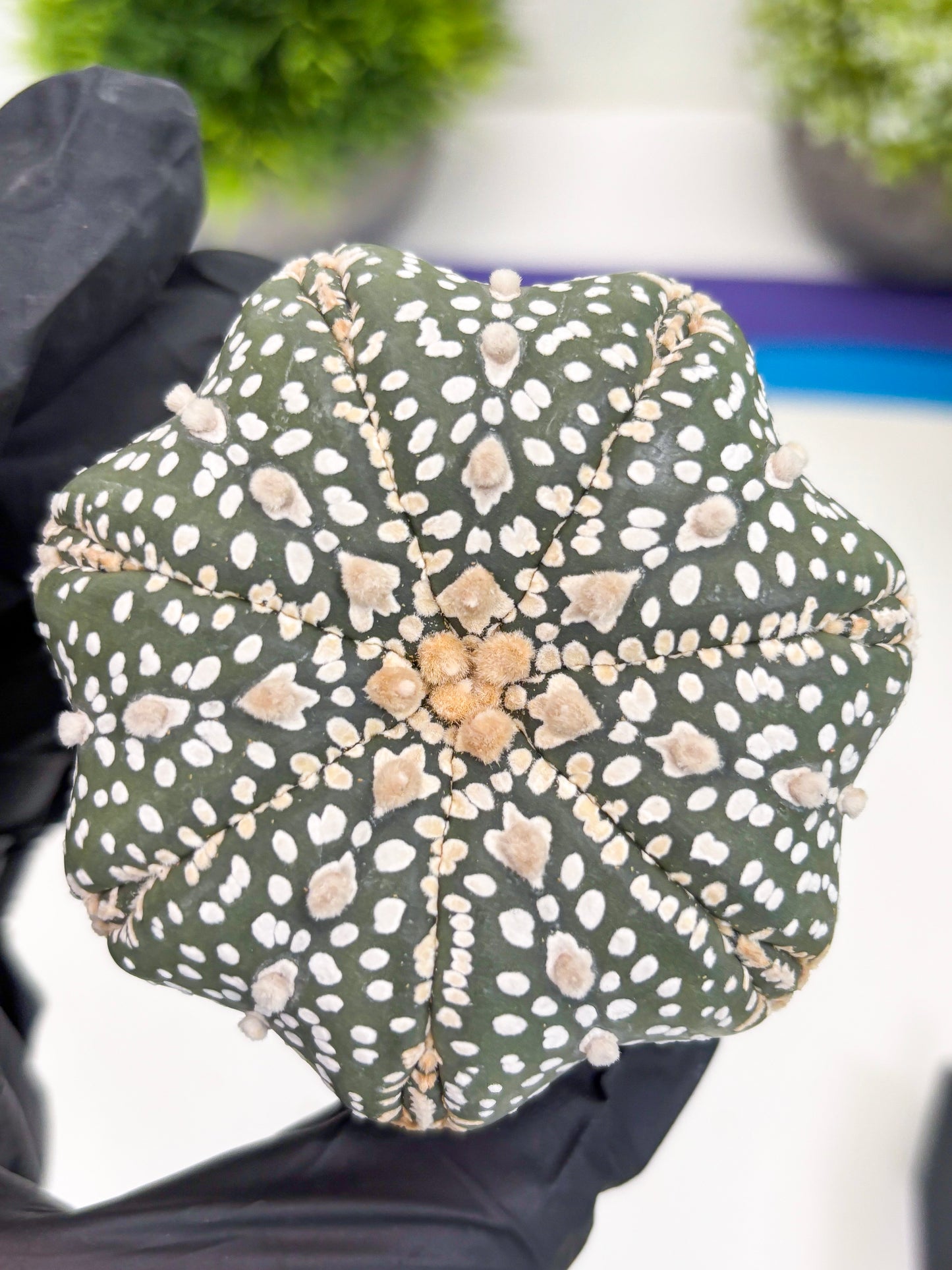 Astrophytum Super Kabuto (t7) (b6) | Imported Plants | 3" Pot