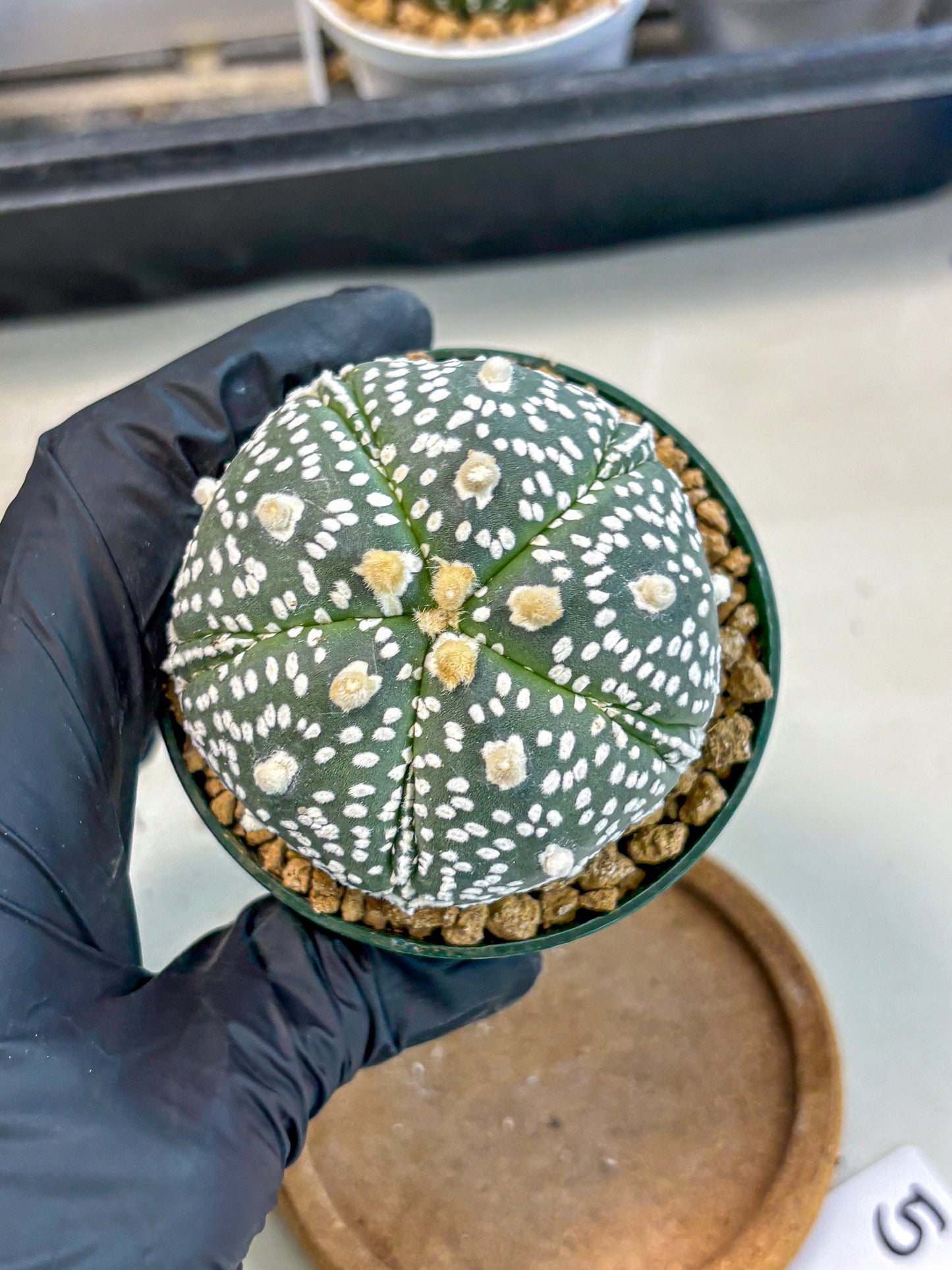 Astrophytum 5-Ribs (at7) (b5) | Living Rocks