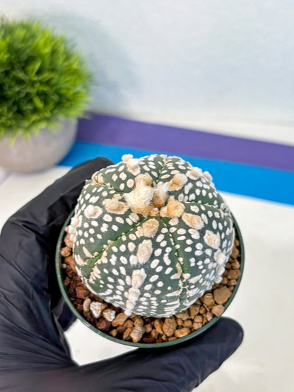 Astrophytum Fukuryu (at8) (13) | Rare Plant | Succulent Cactus