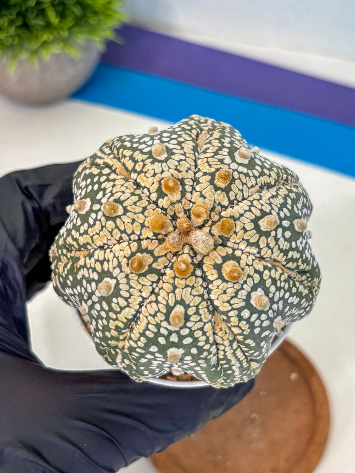 Astrophytum Super Kabuto (at10) (14) | sand dollar cactus