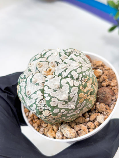 Astrophytum 5-Rib (T11) (y4) | Imported From Taiwan
