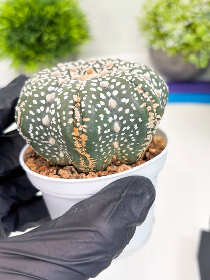 Astrophytum Super Kabuto (t7) (b6) | Imported Plants | 3" Pot