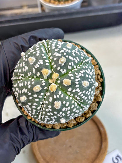 Astrophytum 5-Ribs (at7) (b5) | Living Rocks
