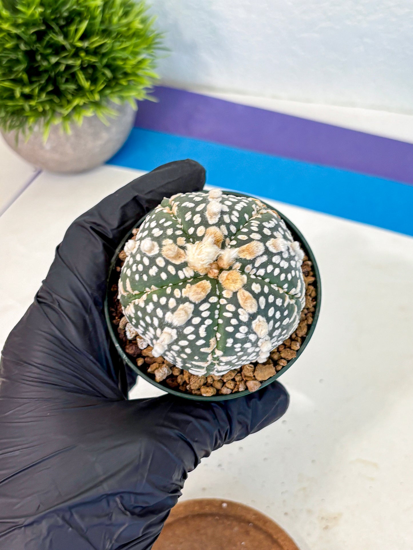 Astrophytum Fukuryu (at8) (13) | Rare Plant | Succulent Cactus