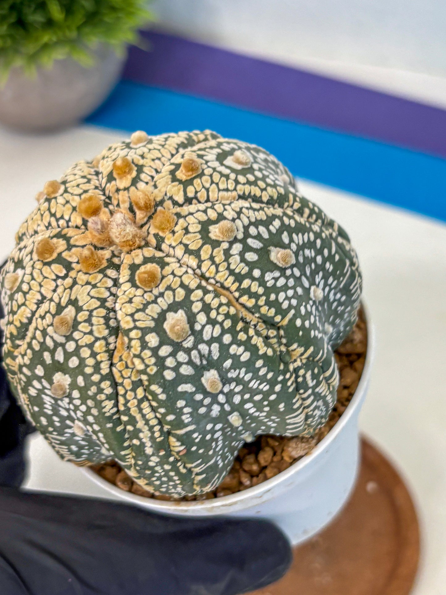 Astrophytum Super Kabuto (at10) (14) | sand dollar cactus