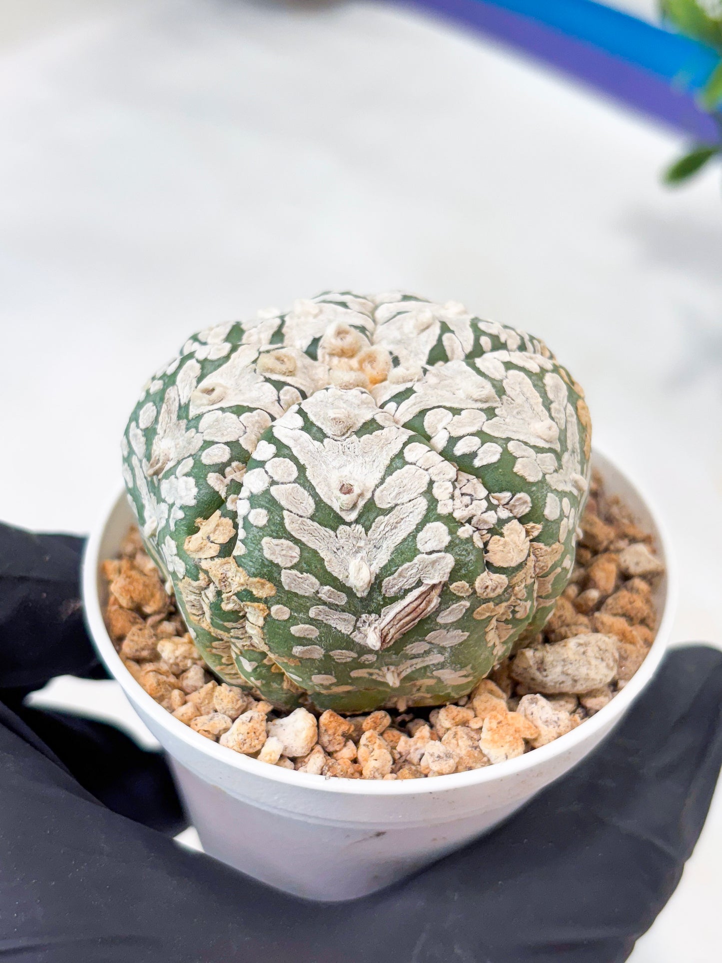 Astrophytum 5-Rib (T11) (y4) | Imported From Taiwan