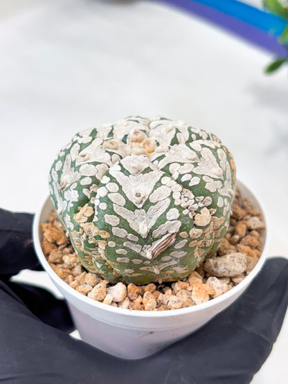 Astrophytum 5-Rib (T11) (y4) | Imported From Taiwan