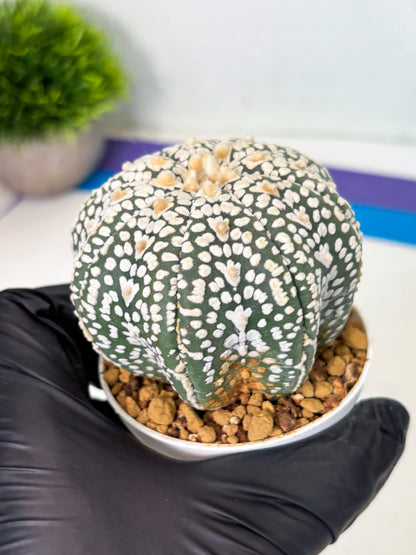 Astrophytum Star Shape (at4) (g6) | Imported Plant