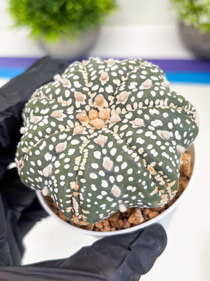 Astrophytum Super Kabuto (t7) (b6) | Imported Plants | 3" Pot