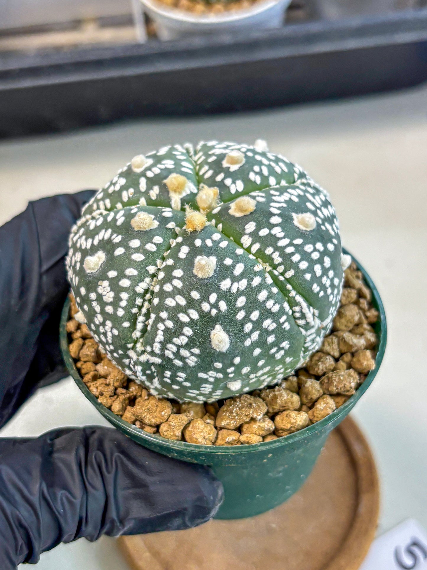 Astrophytum 5-Ribs (at7) (b5) | Living Rocks