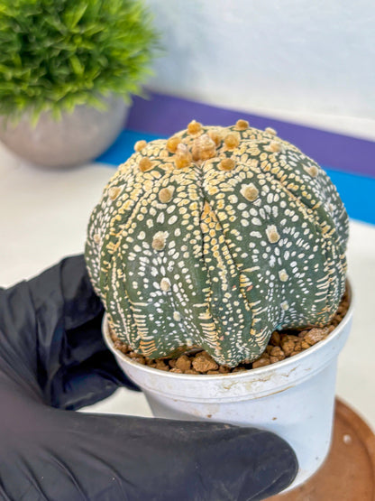 Astrophytum Super Kabuto (at10) (14) | sand dollar cactus