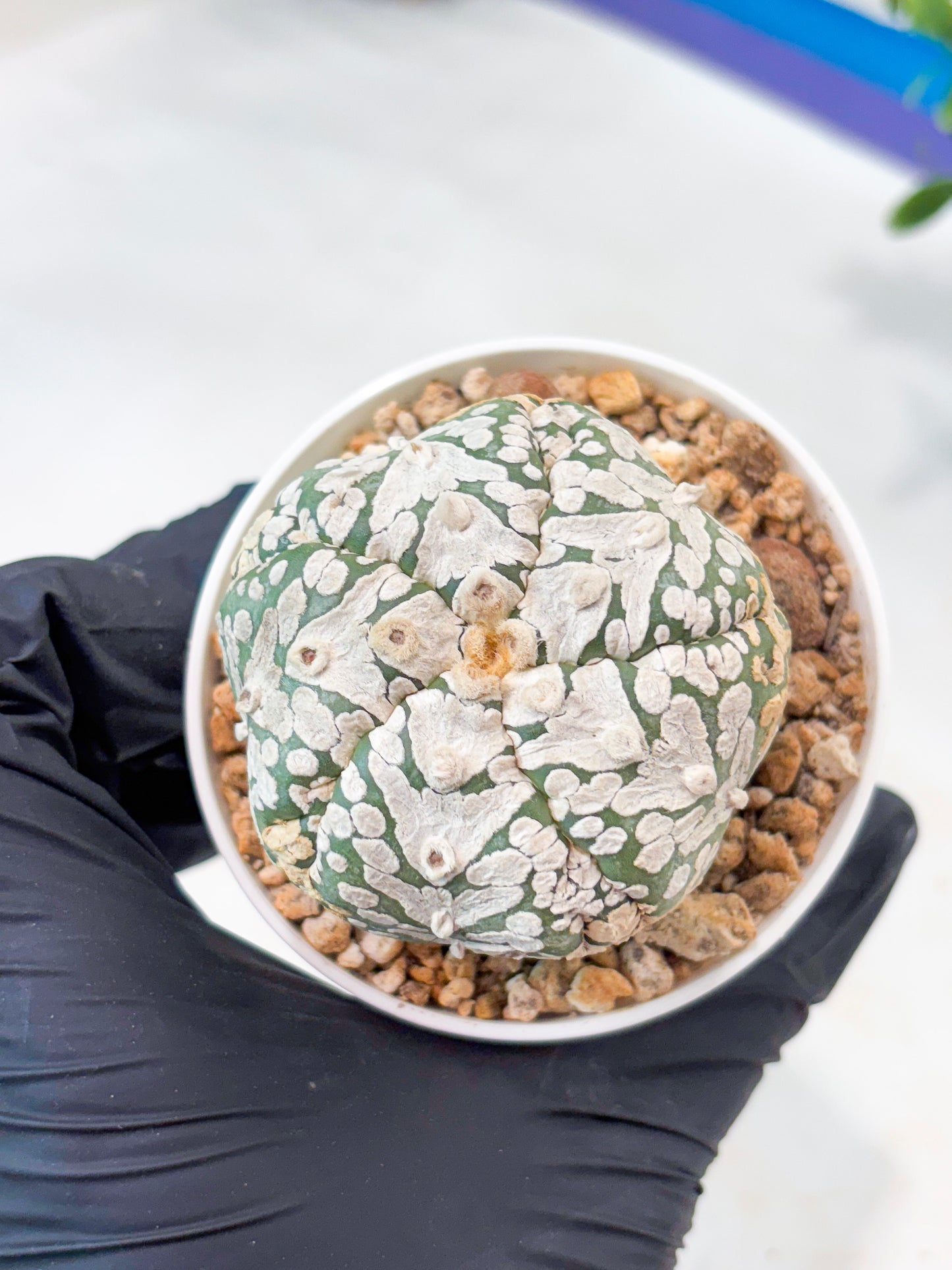 Astrophytum 5-Rib (T11) (y4) | Imported From Taiwan