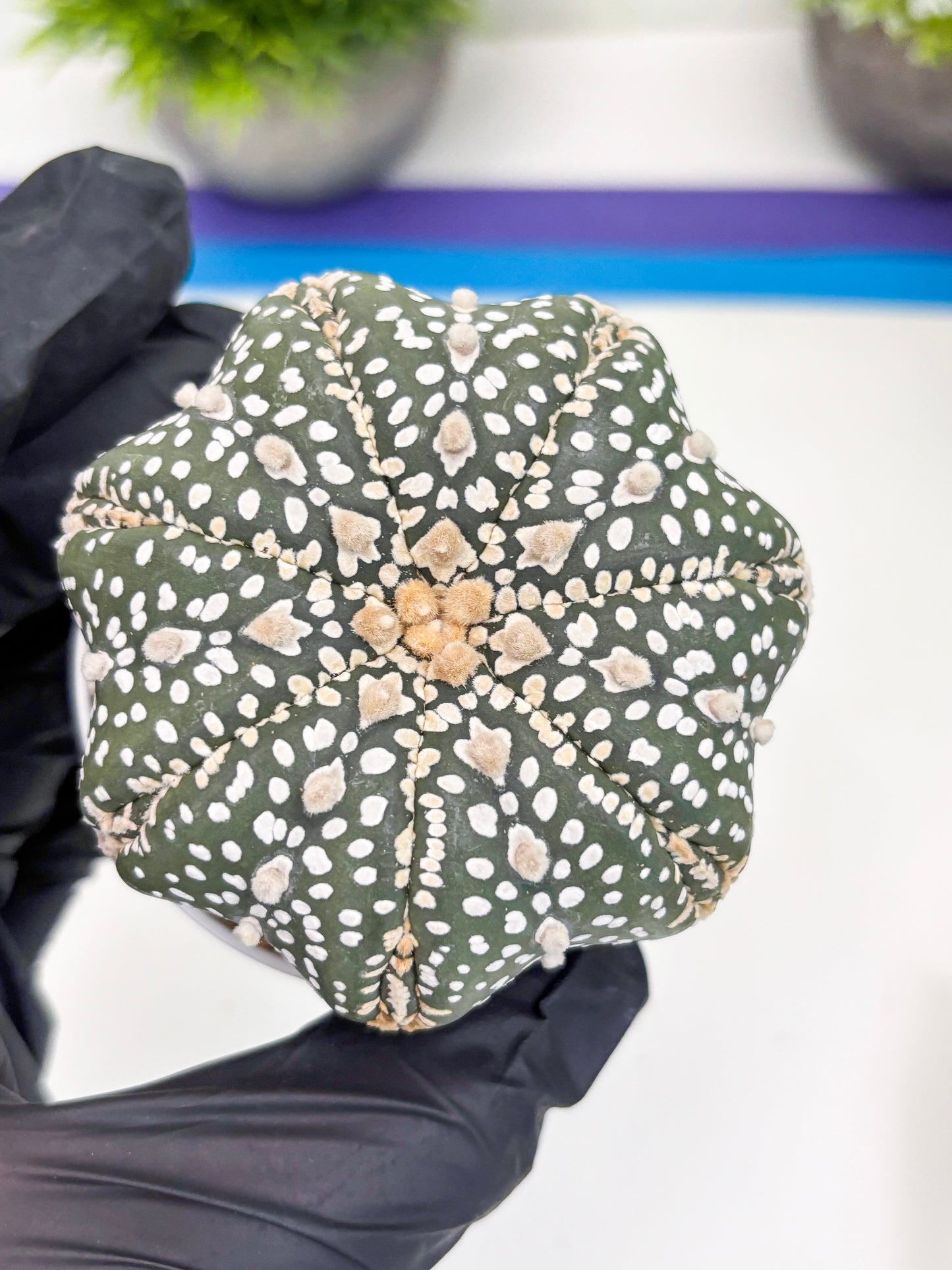 Astrophytum Super Kabuto (t7) (b6) | Imported Plants | 3" Pot