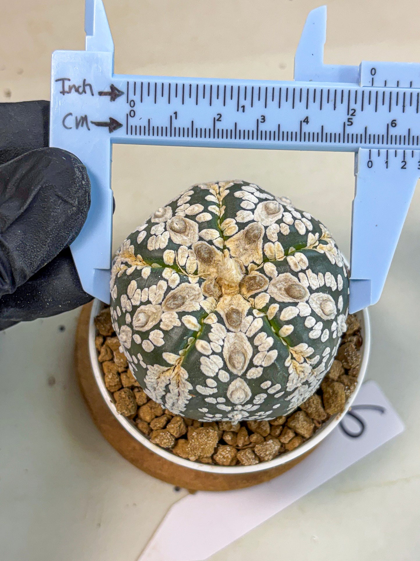 Astrophytum 5-Ribs (at7) (b6) | Living Rocks