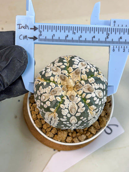 Astrophytum 5-Ribs (at7) (b6) | Living Rocks
