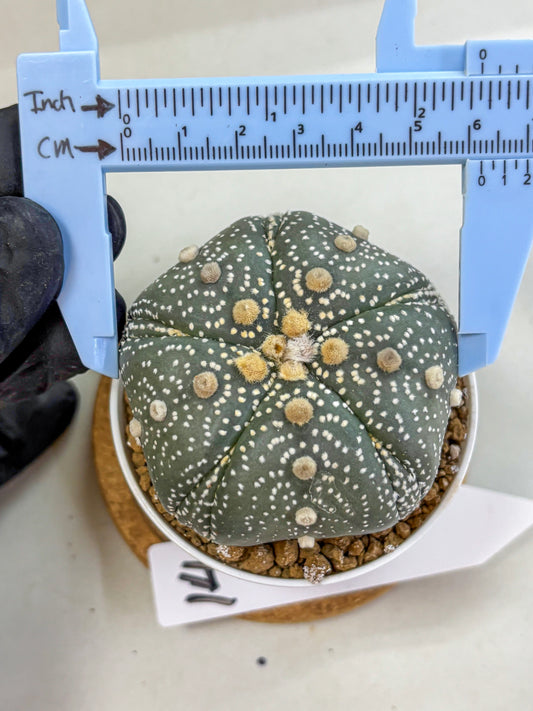 Astrophytum Fukuryu (at8) (14) | Rare Plant | Succulent Cactus