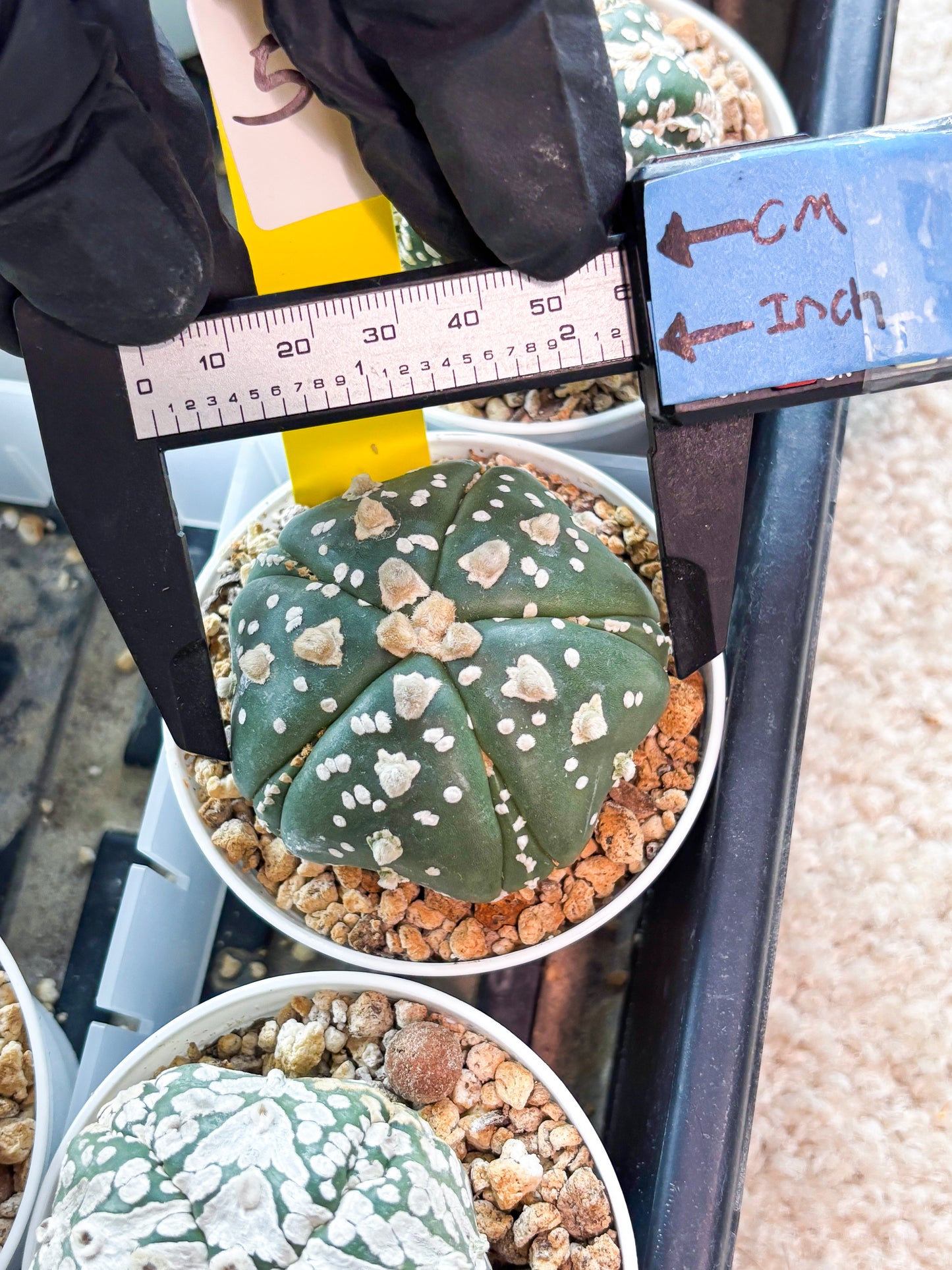 Astrophytum 5-Rib (T11) (y5) | Imported From Taiwan