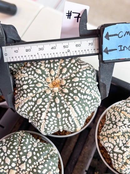 Astrophytum Super Kabuto (t7) (b7) | Imported Plants | 3" Pot
