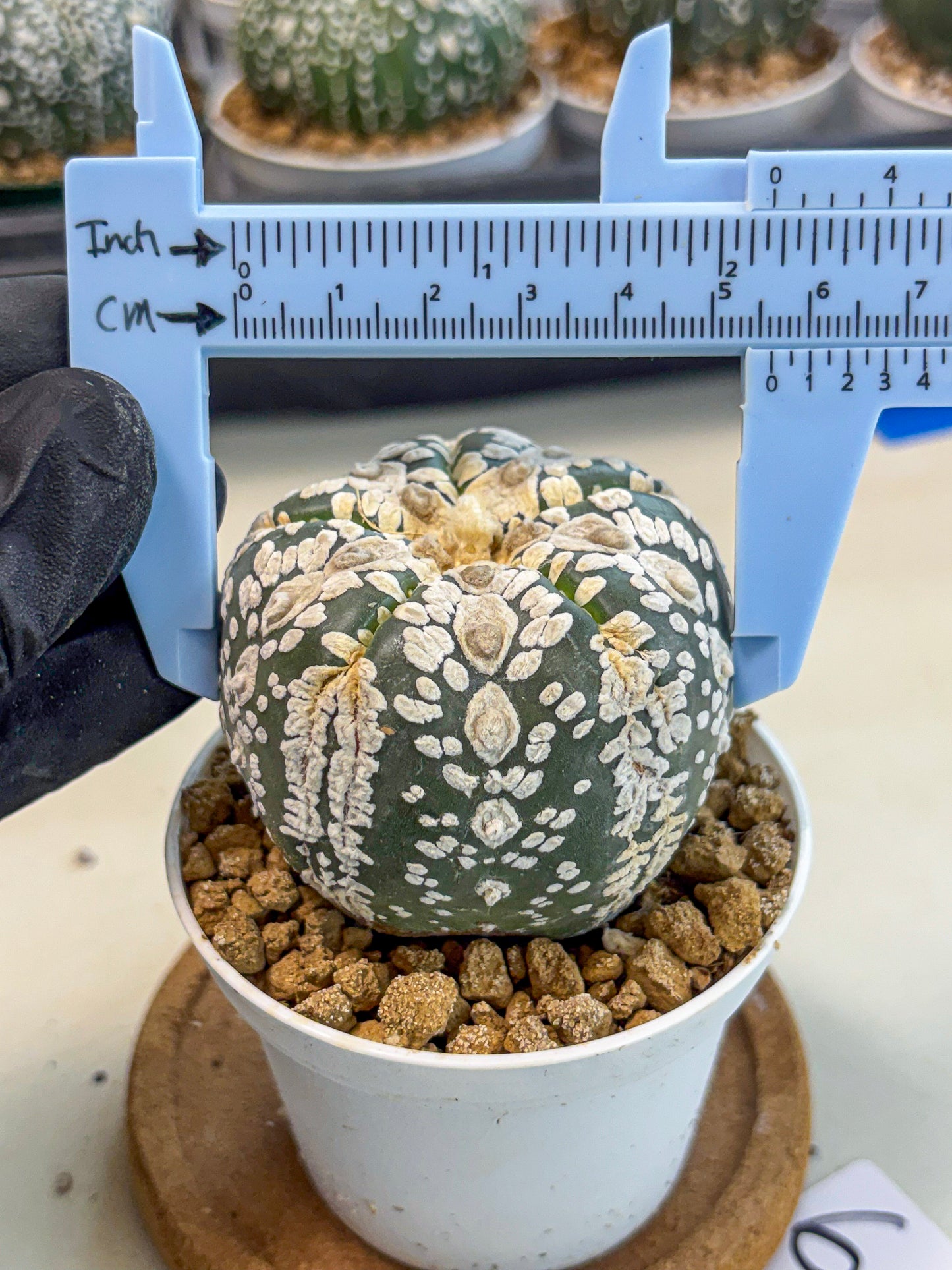 Astrophytum 5-Ribs (at7) (b6) | Living Rocks
