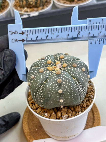 Astrophytum Fukuryu (at8) (14) | Rare Plant | Succulent Cactus