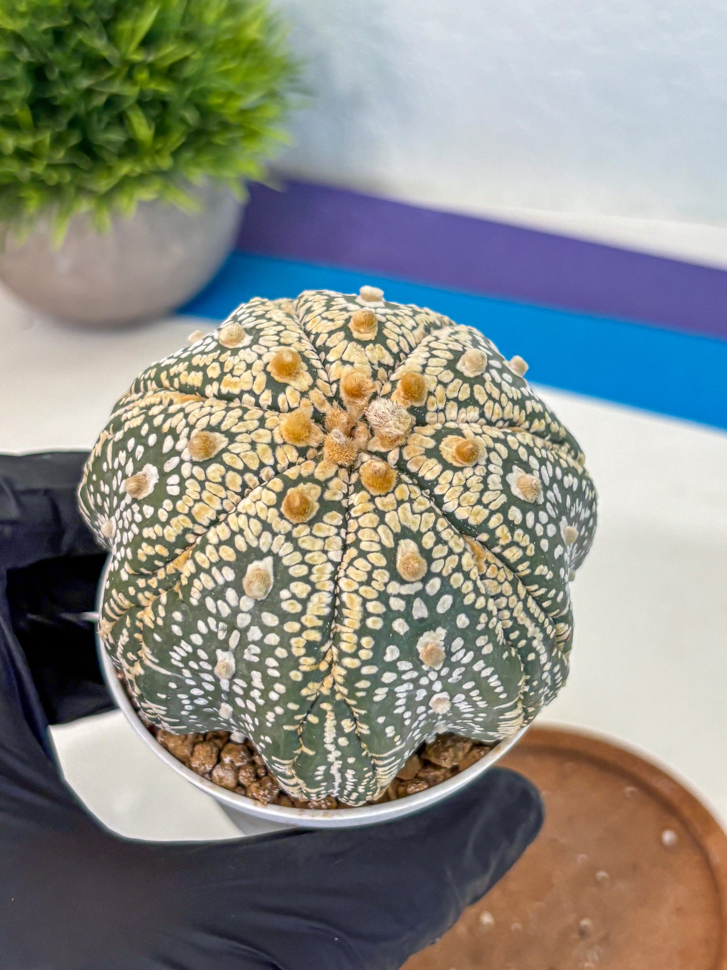 Astrophytum Super Kabuto (at10) (14) | sand dollar cactus