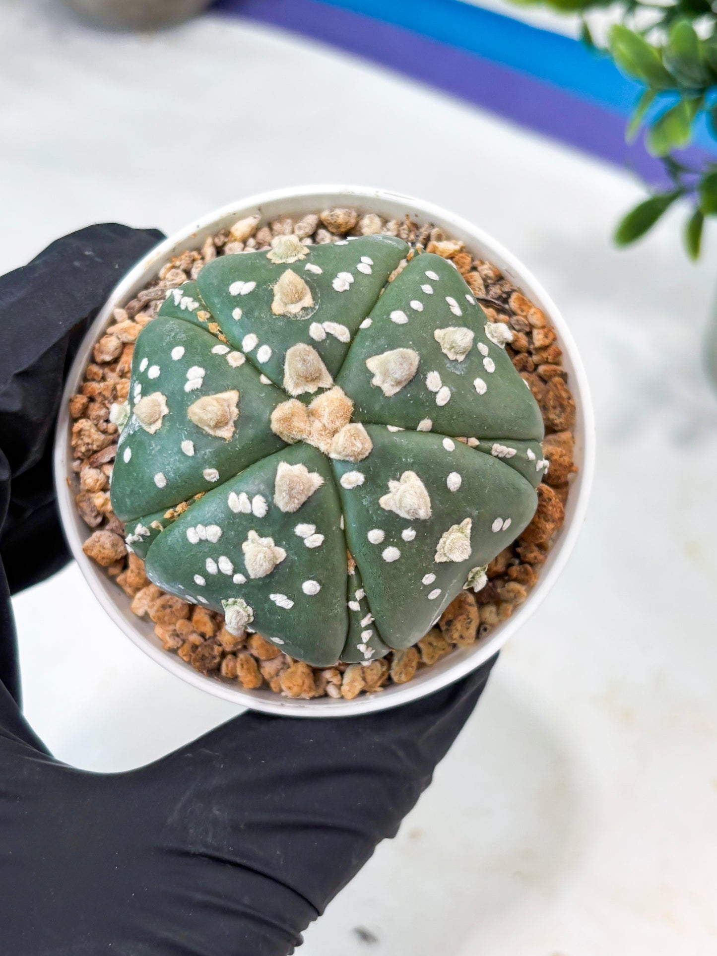 Astrophytum 5-Rib (T11) (y5) | Imported From Taiwan