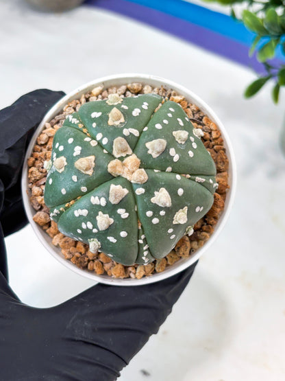 Astrophytum 5-Rib (T11) (y5) | Imported From Taiwan